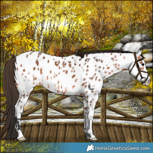 Horse Color:Bay Frame Appaloosa  and Bay Appaloosa 