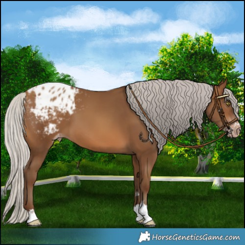 Horse Color:Gray Silver Sable Champagne Appaloosa