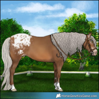 Horse Color:Gray Silver Sable Champagne Appaloosa 