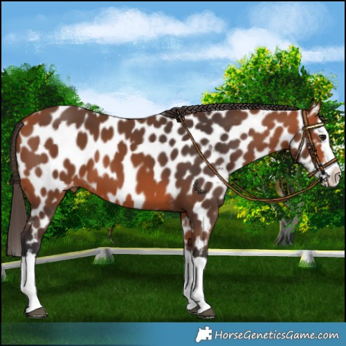 Horse Color:Bay Splash Near Leopard 