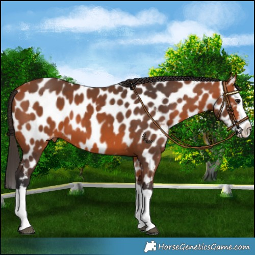 Horse Color:Bay Splash Appaloosa 