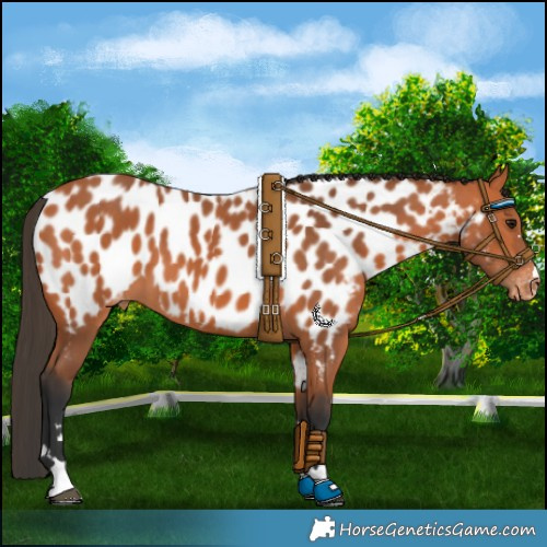 Horse Color:Bay Appaloosa