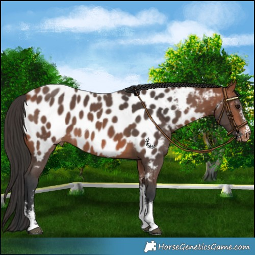 Horse Color:Bay Sabino Near Leopard 