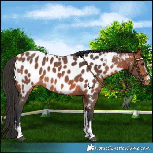 Horse Color:Bay Sabino Appaloosa 