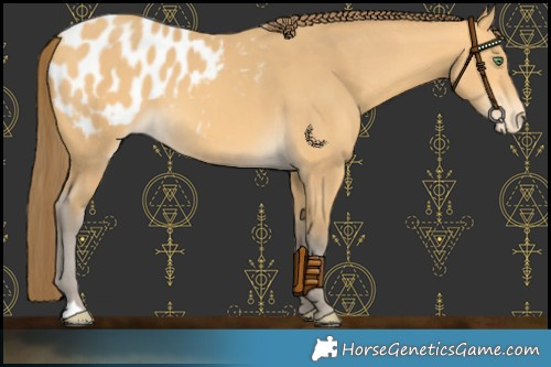Horse Color:Amber Cream Champagne Blanket 