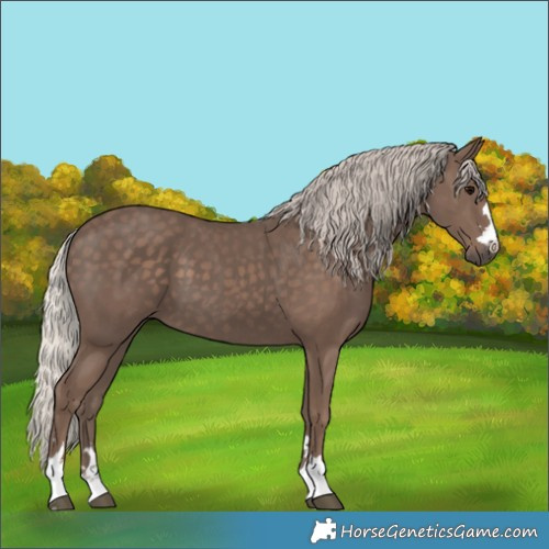 Horse Color:Silver Black