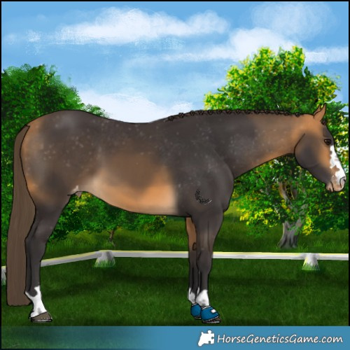 Horse Color:Buckskin Appaloosa 