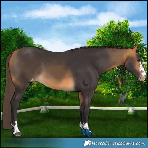 Horse Color:Buckskin Appaloosa 
