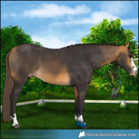 Horse Color:Buckskin Appaloosa 