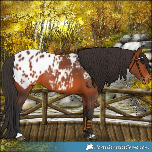 Horse Color:Bay Blanket Rabicano 