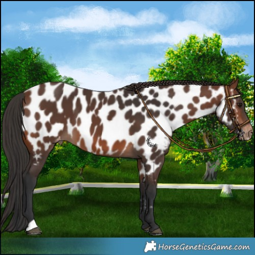 Horse Color:Brown Near Leopard 