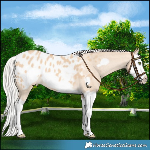 Horse Color:Silver Amber Champagne Dun Splash Frame Blanket 