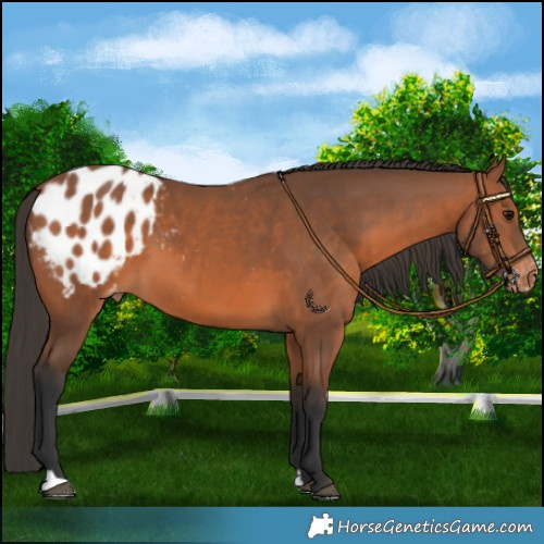 Horse Color:Bay Appaloosa