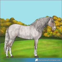 Horse Color:Silver Blue Roan Sabino 