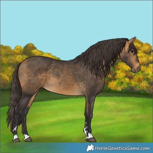 Horse Color:Buckskin 