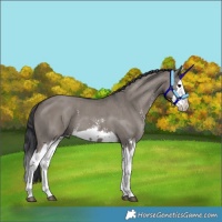 Horse Color:Grullo Sabino Splash  and Grullo Sabino Splash 