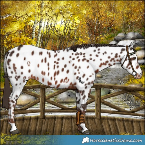 Horse Color:White Spotted Liver Chestnut Near Leopard Rabicano 