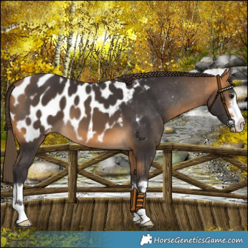 Horse Color:Buckskin Appaloosa 