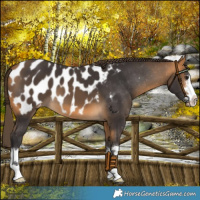 Horse Color:Buckskin Blanket 