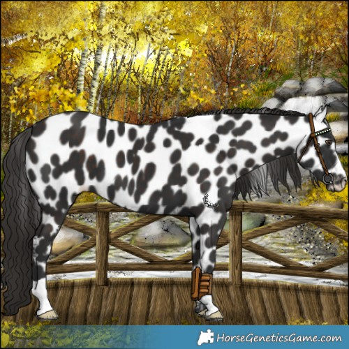 Horse Color:Liver Chestnut Appaloosa 