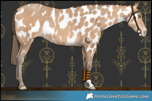 Horse Color:Amber Champagne Appaloosa 