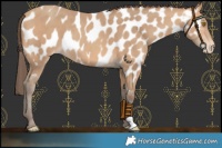 Horse Color:Amber Champagne Near Leopard
