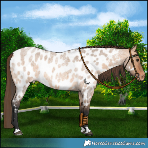 Horse Color:Bay Roan Dun Appaloosa
