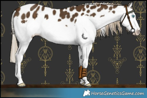 Horse Color:Chocolate Palomino Splash Appaloosa 