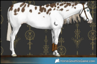 Horse Color:Chocolate Palomino Splash Leopard 