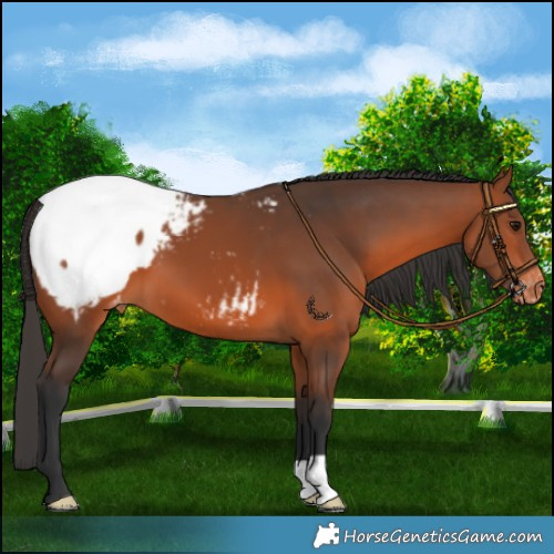 Horse Color:Bay Appaloosa 