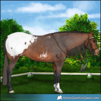 Horse Color:Bay Snowcap 