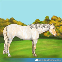 Horse Color:Palomino Roan Dun Near Leopard 