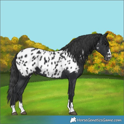 Horse Color:Black Appaloosa 