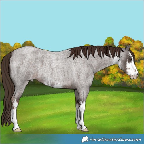 Horse Color:White Spotted Liver Red Roan 