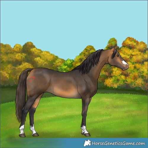 Horse Color:Buckskin 