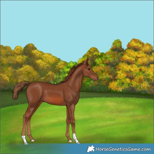 Horse Color:Chestnut 