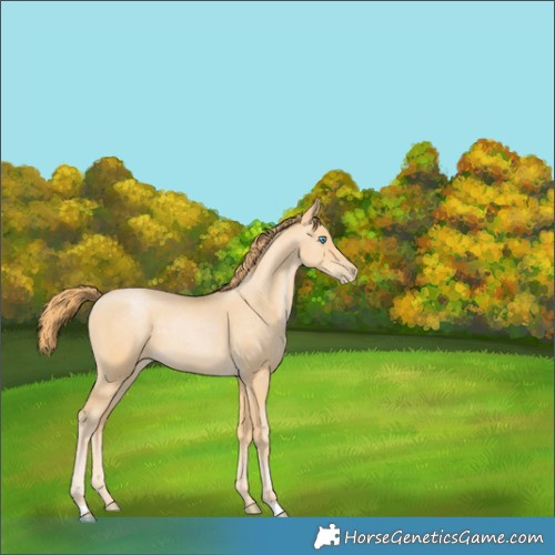 Horse Color:Buckskin Pearl 