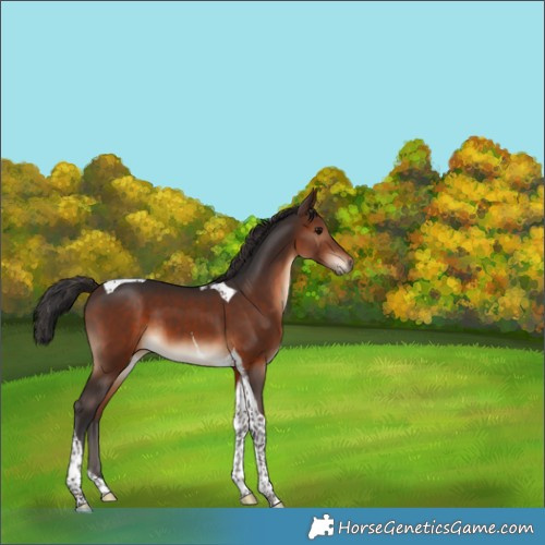 Horse Color:Brown Tobiano 