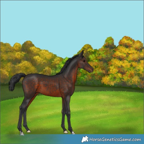 Horse Color:Brown 