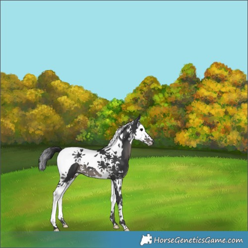 Horse Color:Black Splash Tobiano 