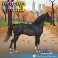 Horse Color:Brown Tobiano 