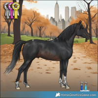 Horse Color:Brown Tobiano