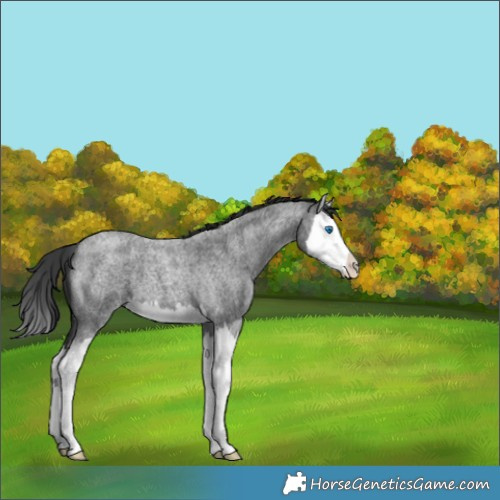 Horse Color:Blue Roan Splash 