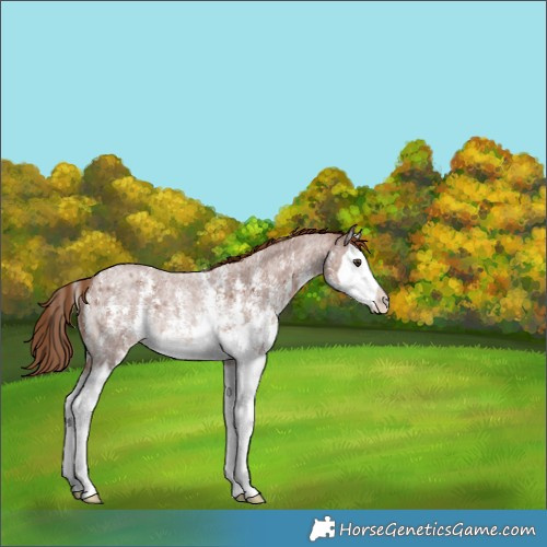 Horse Color:Red Roan Sabino Splash Rabicano 