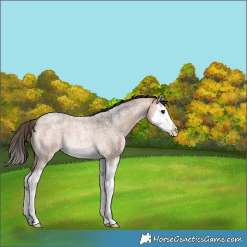 Horse Color:Bay Roan Splash Rabicano 