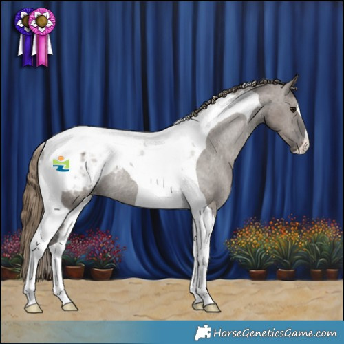 Horse Color:Smoky Grullo Tobiano Appaloosa Rabicano 