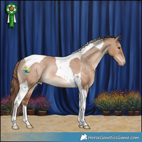 Horse Color:Red Dun Tobiano Varnish Rabicano 