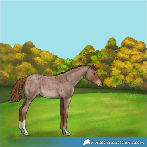 Horse Color:Red Roan 