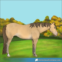 Horse Color:Amber Cream Champagne 