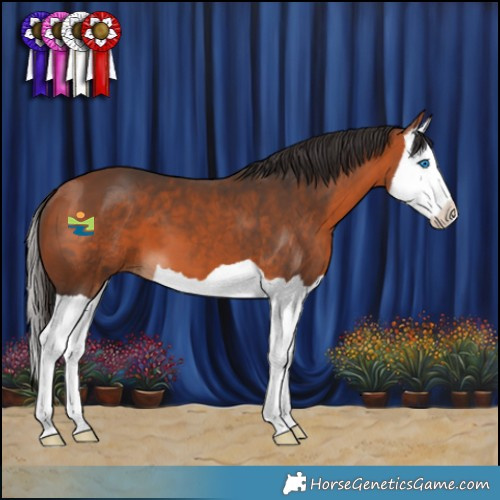 Horse Color:Bay Splash 